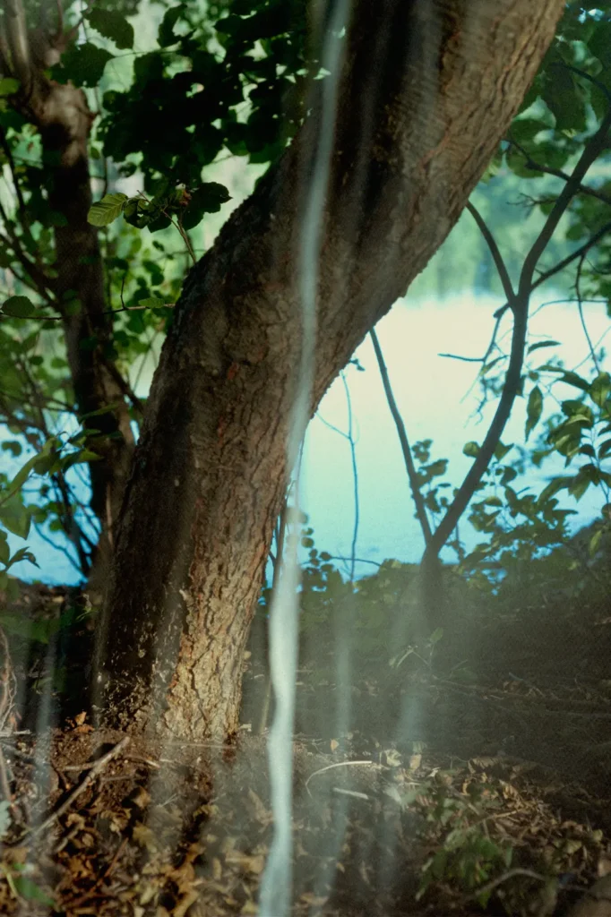 Photo Project Hochsommer. Tree at the Lake