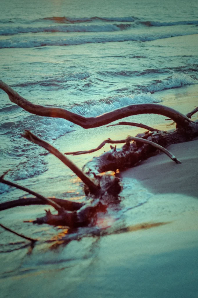 Photo Project Hochsommer. Tree trunk at the Seaside