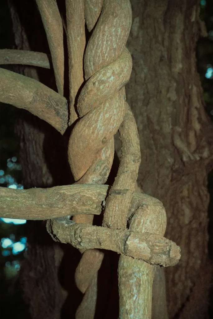 Photo Project Hochsommer. A handful of interwoven branches