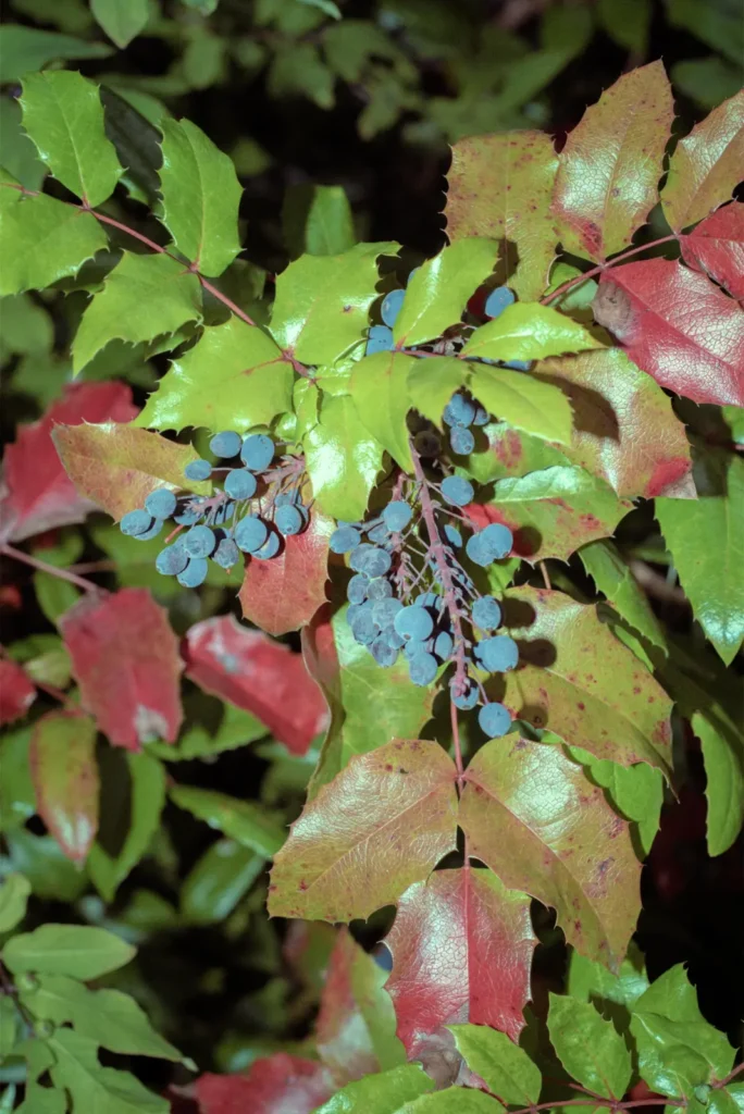 Photo Project Hochsommer. Branch with colourful leaves and berries