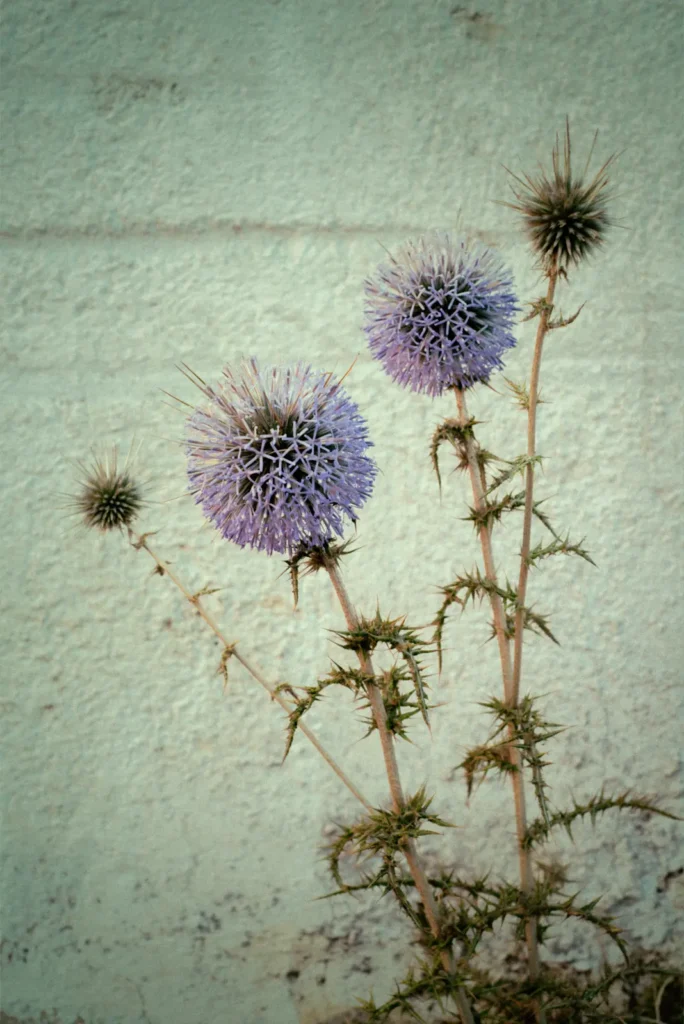 Photo Project Hochsommer. Blooming globe thistle plant 