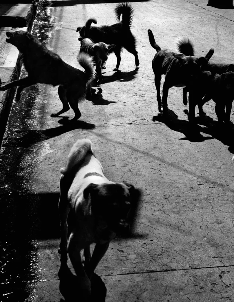 Photo Project Tacana. Street dogs